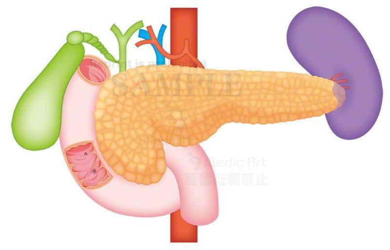 Pancreas and the duodenum