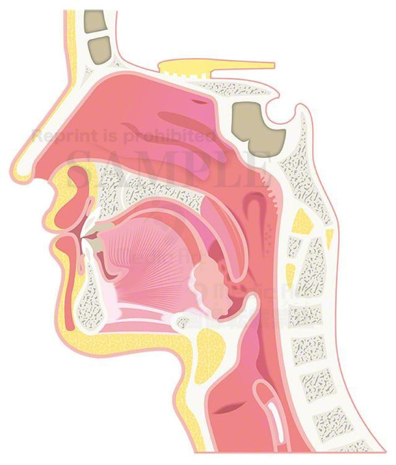 The structure of the nasal cavity and the pharynx