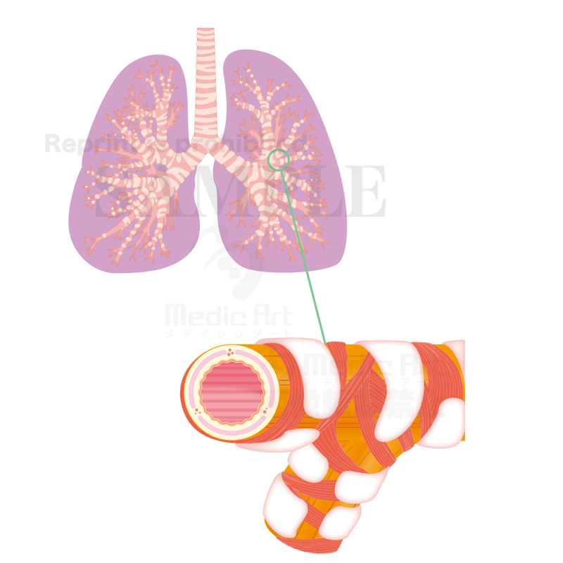 Structure of the lungs, the lungs and the bronchus