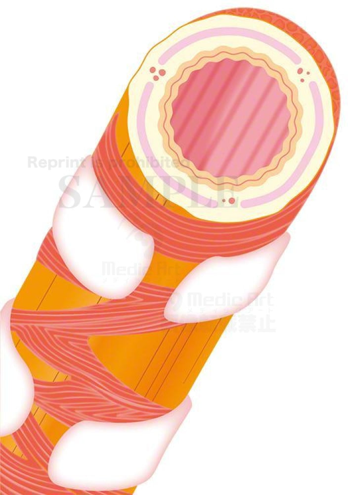 Bronchus