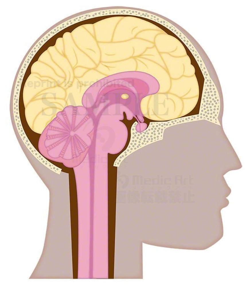 The structure of the brain