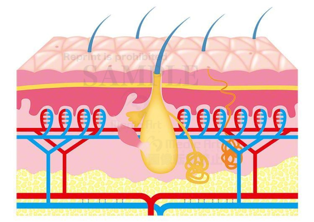 The skin in the condition of the high temperature and sweating.