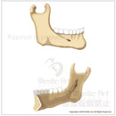下顎骨（かがくこつ）（右側外側面、右側内側面）