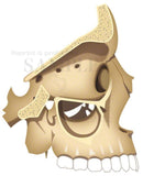 頭蓋骨（とうがいこつ）の内側：眼窩（がんか）上顎洞 （じょうがくどう）（矢状断：しじょうだん）