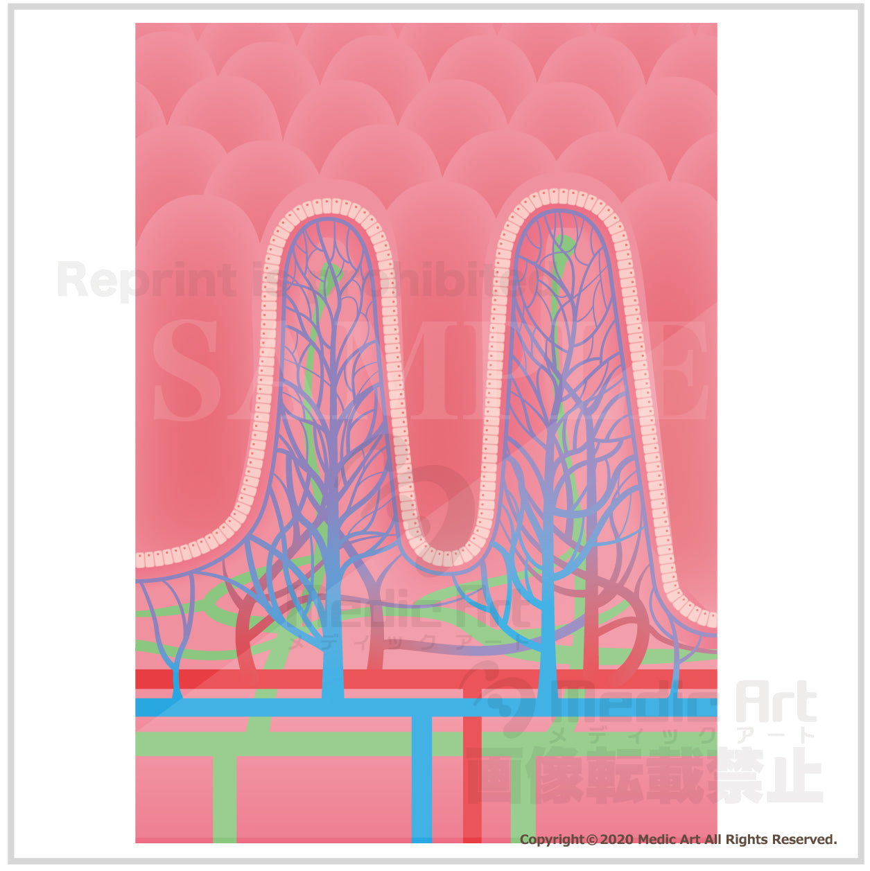 Countless pleats in the the small intestine and the inner wall