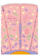 微絨毛（びじゅうもう）：小腸の内壁表面をさらに拡大した図