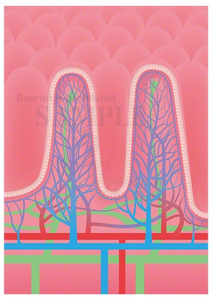 Countless pleats in the the small intestine and the inner wall