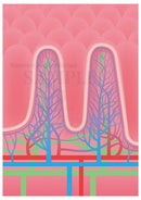 絨毛（じゅうもう）：小腸の内壁表面の拡大図