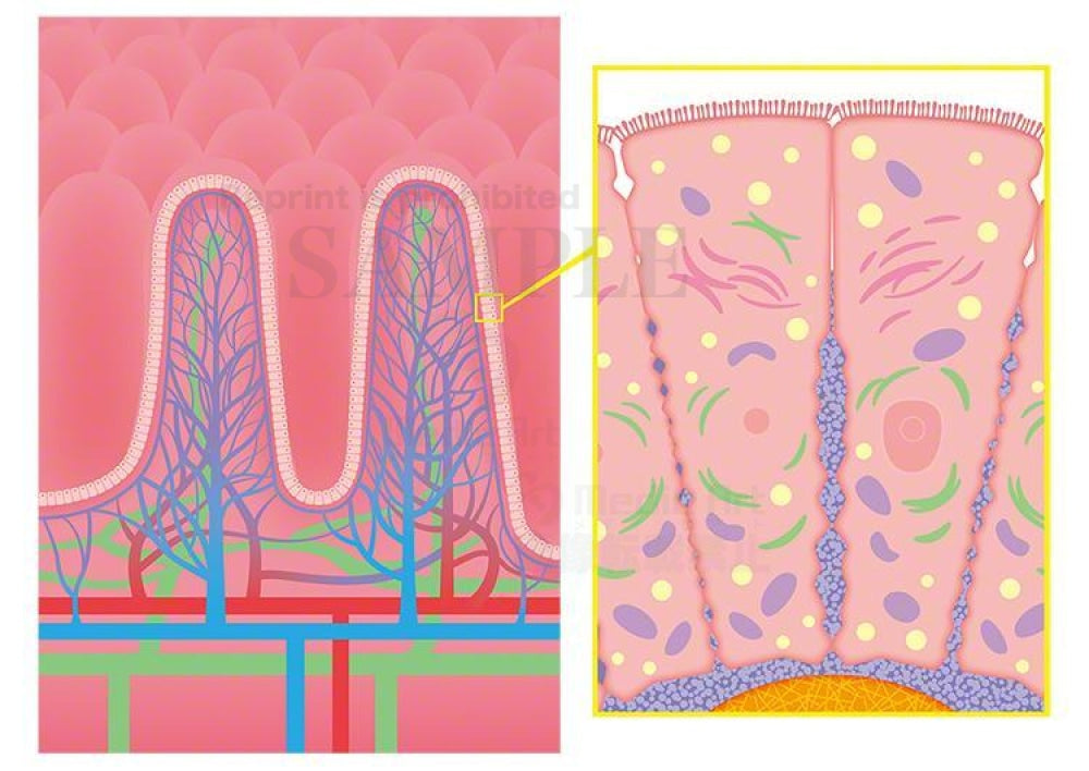 Countless pleats in the the small intestine and the inner wall