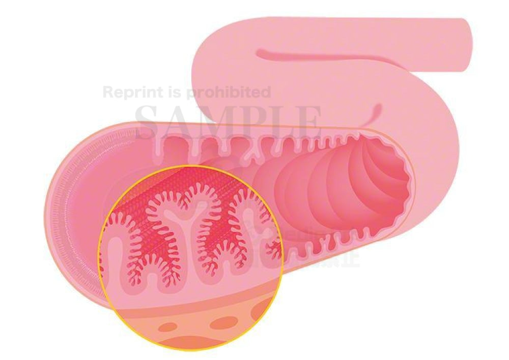 Countless pleats in the the small intestine and the inner wall