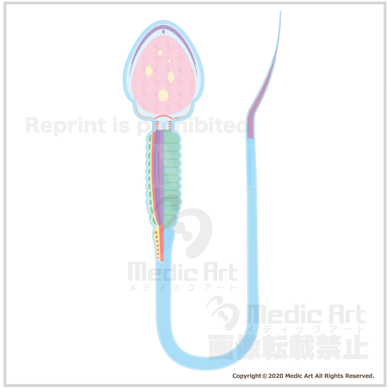 The structure of the sperm