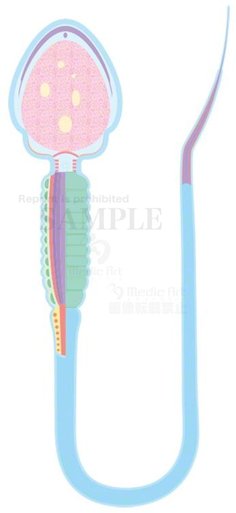 The structure of the sperm