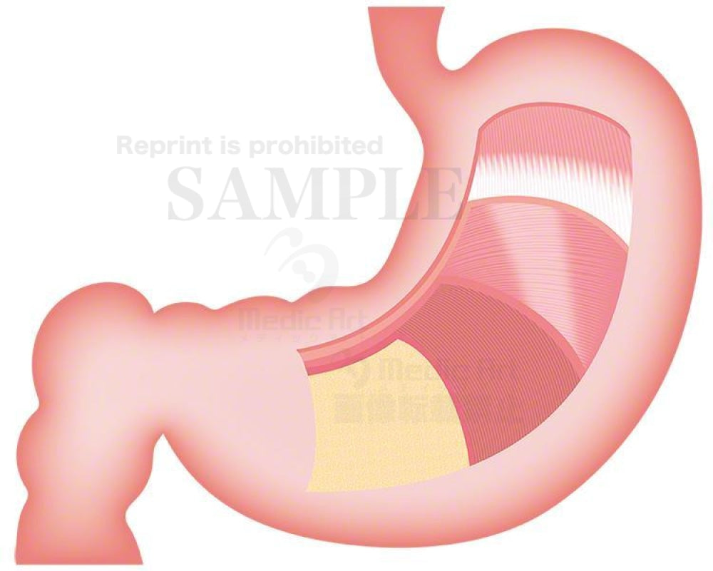 The structure of the surface of the stomach