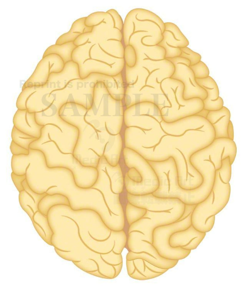 大脳半球（上面）