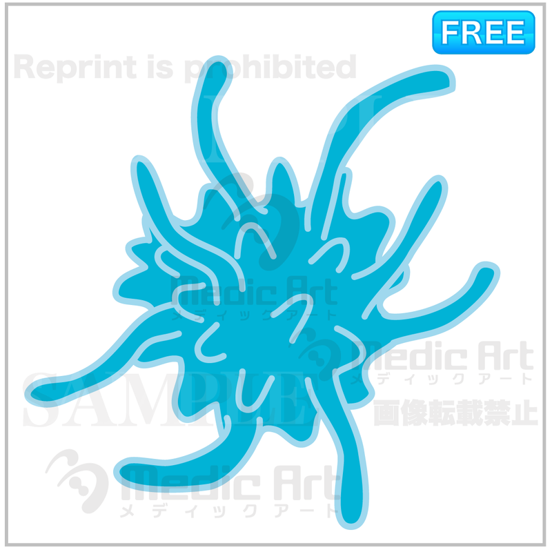 A dendritic cell (DC) / F1
