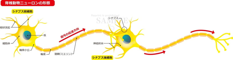 How nerve cells work [with Japanese characters]