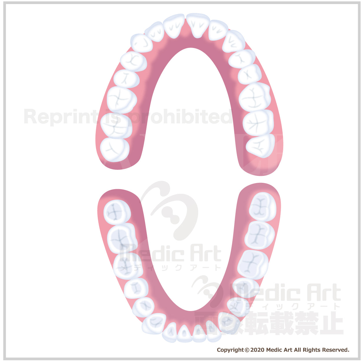 Dentition