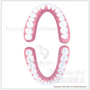 歯列（歯並び）