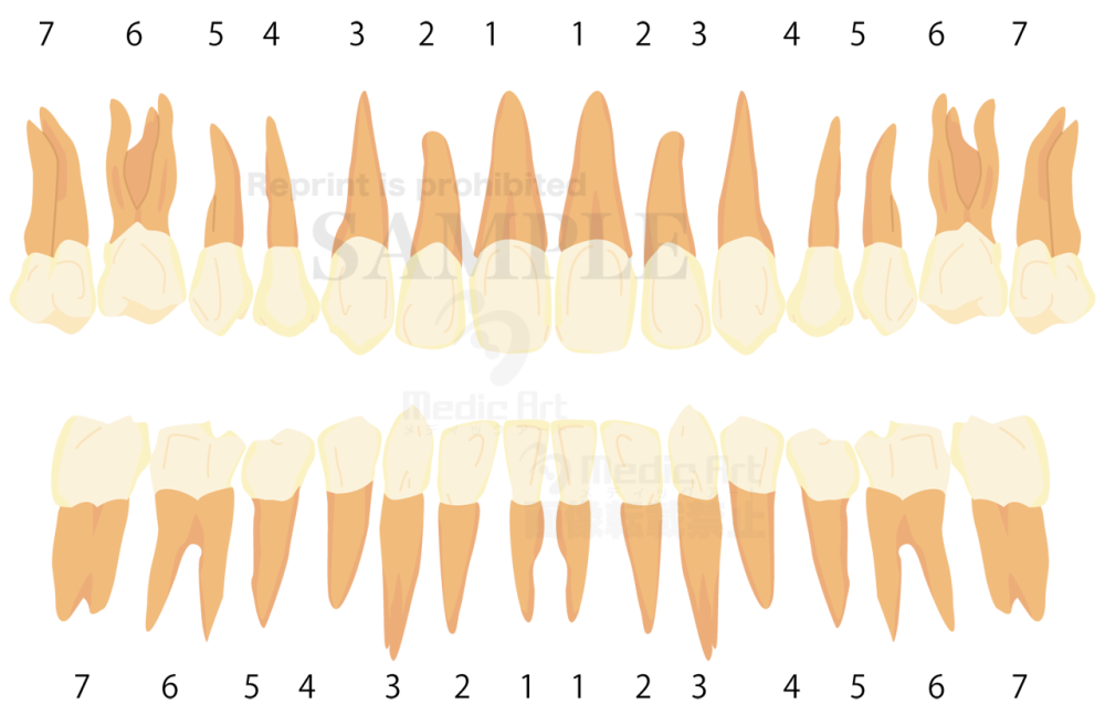 Dntition(Schematic view of adult teeth)