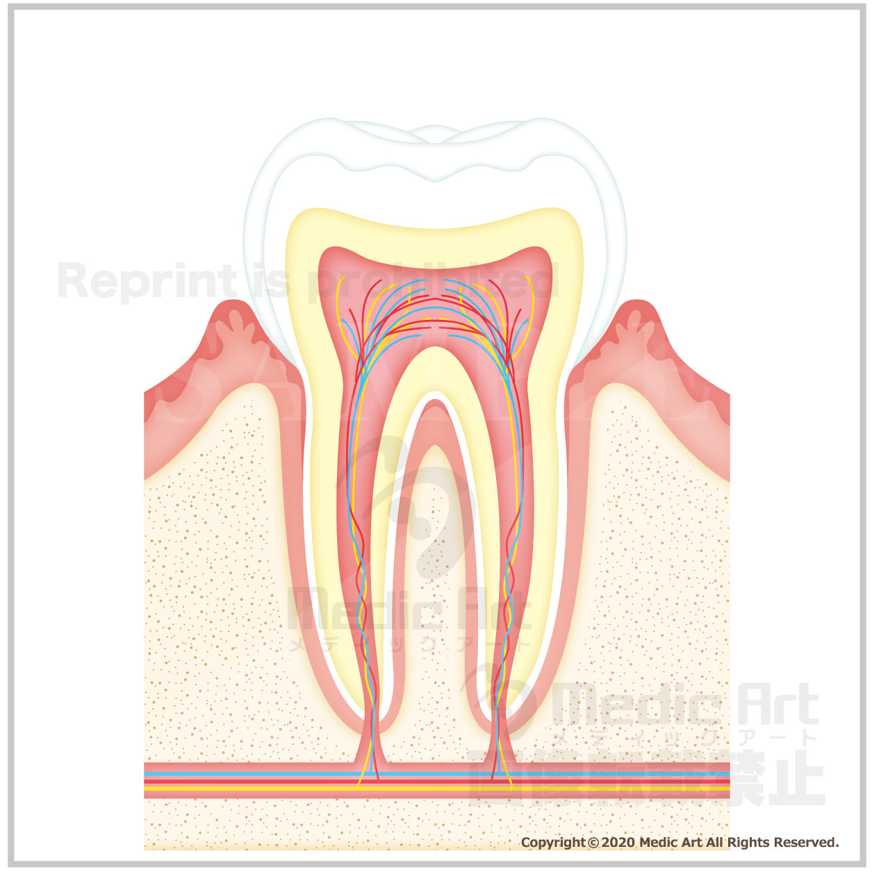 Tooth structure