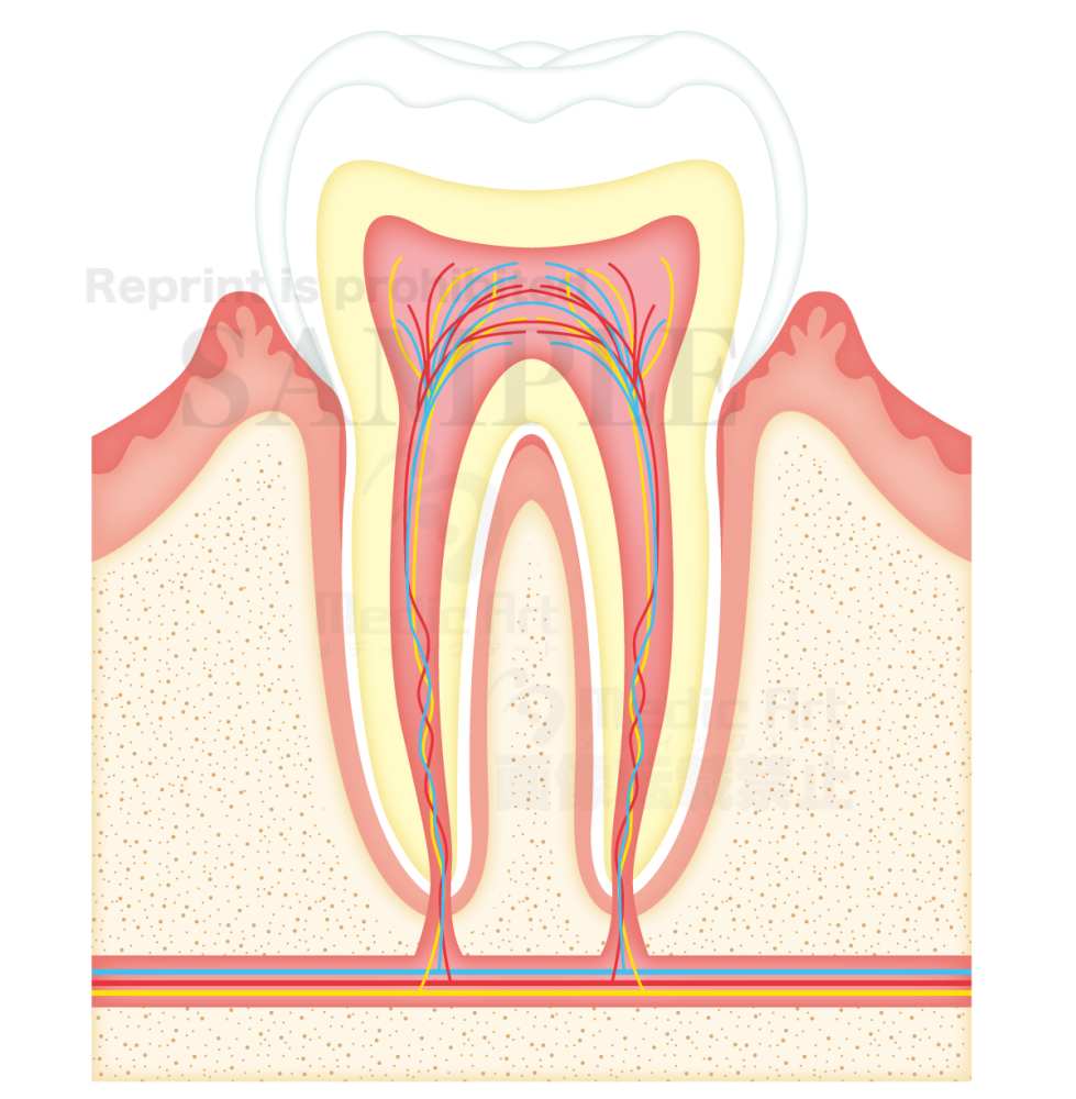 Tooth structure