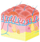 蕁麻疹（じんましん）が発生した皮膚