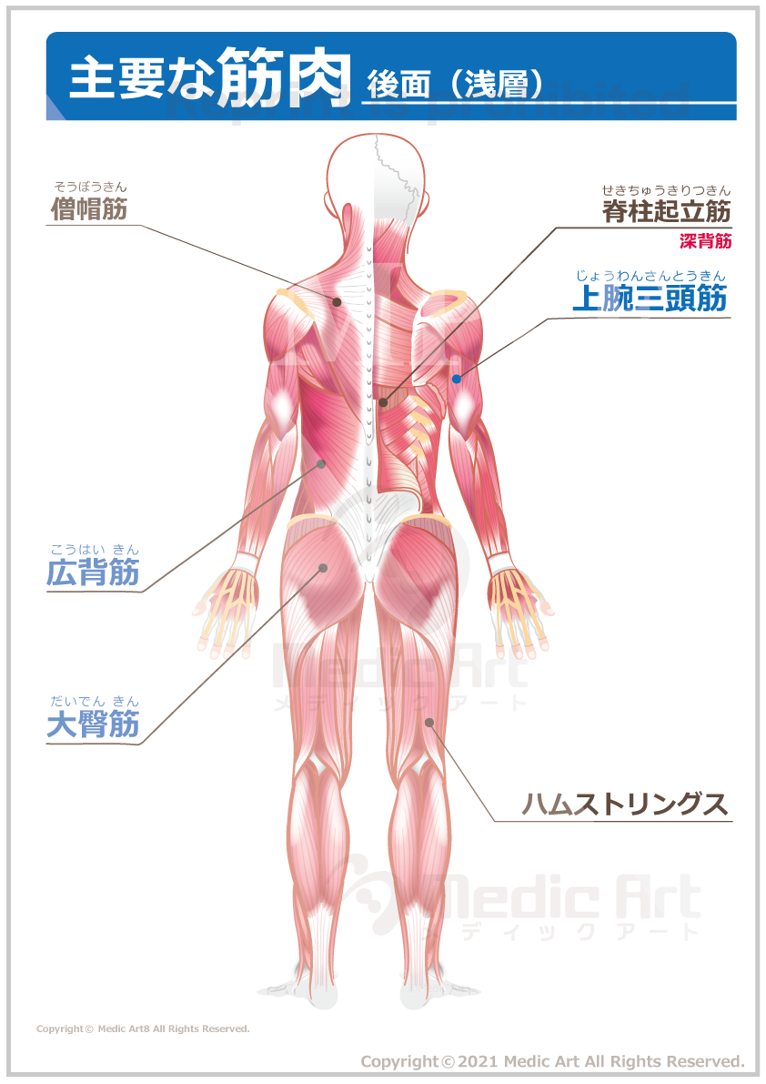 主要な筋肉　後面（浅層）［文字付 シート］