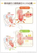最高血圧と最低血圧のときの心臓 ［シート］