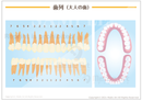 歯列（大人の歯の模式図） ［シート］