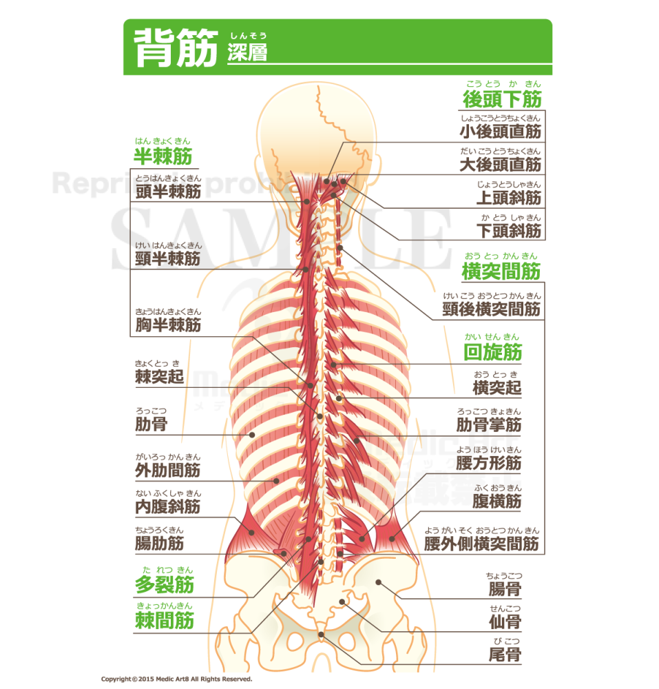 Back muscles (the deepest layer) [with Japanese characters]