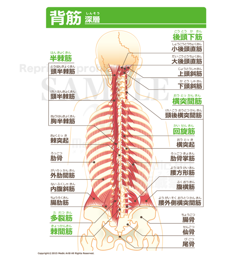 Back muscles (the deepest layer) [with Japanese characters]