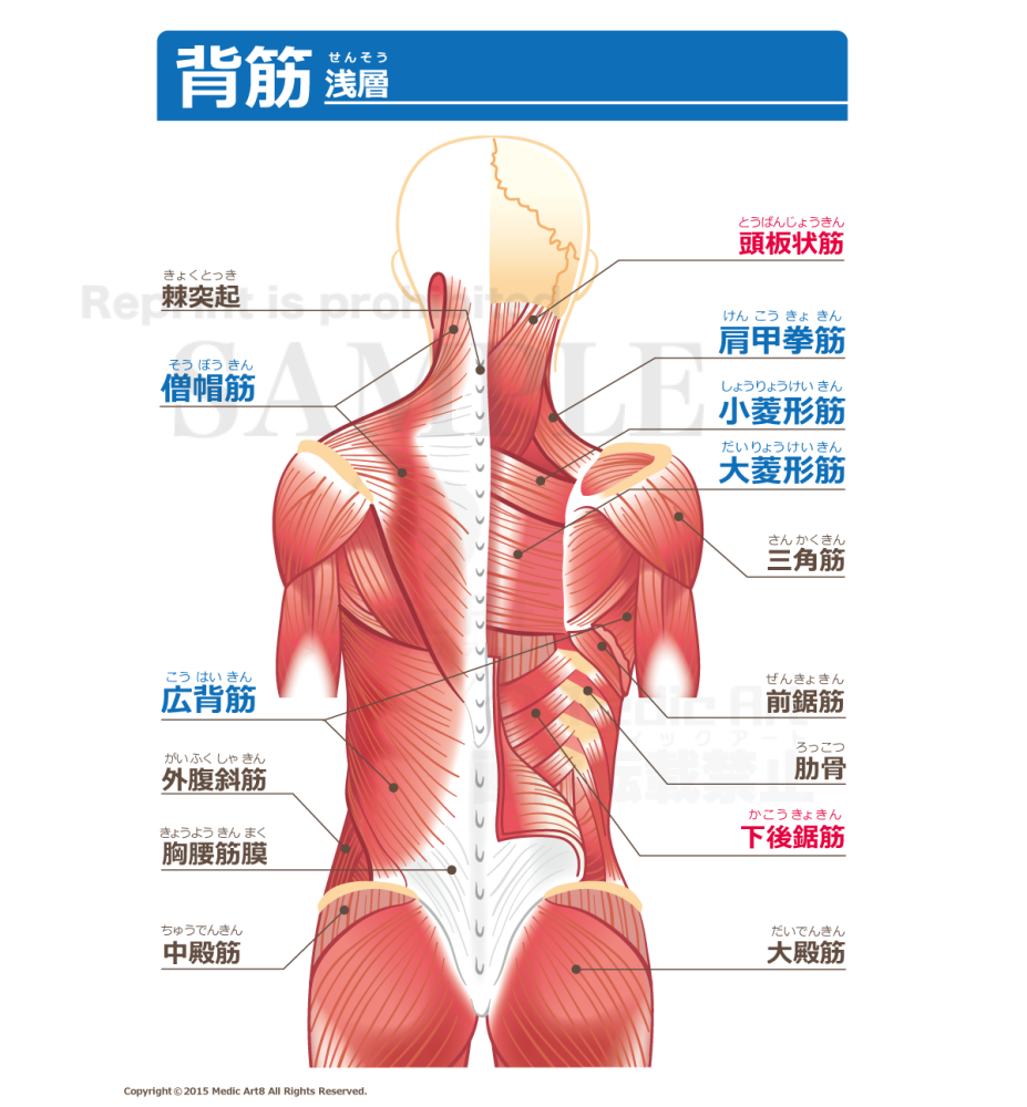 Back muscles [with Japanese characters]