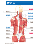 背筋（浅層：せんそう）［文字付］