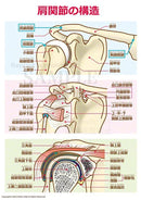 肩関節の構造（骨と関節、靭帯と腱、肩関節の前頭断）［文字付］