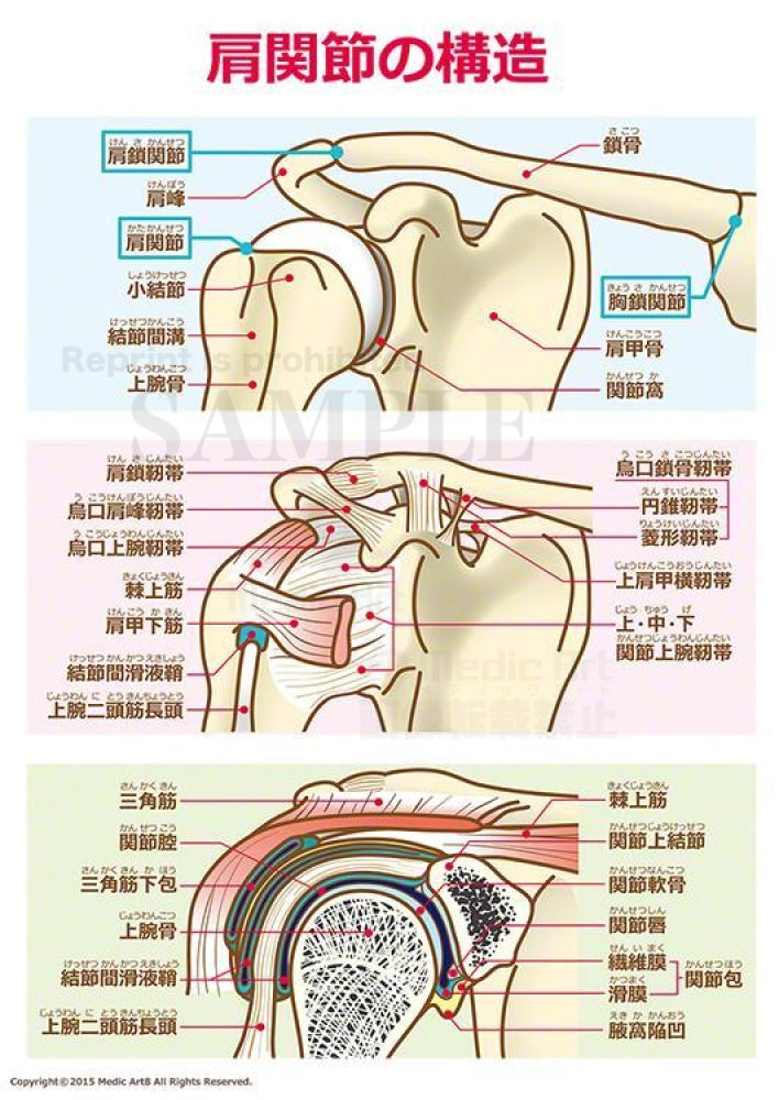 肩関節の構造（骨と関節、靭帯と腱、肩関節の前頭断）［文字付］