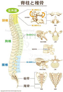 脊柱と椎骨［文字付］