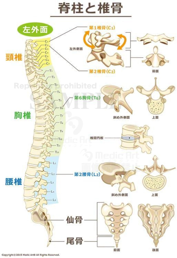 Spine and vertebra[With Japanese characters]