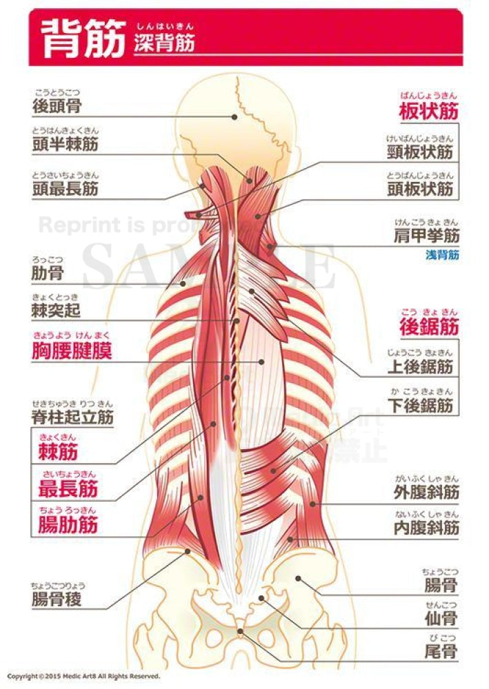 Back muscles (middle layer) [with Japanese characters]