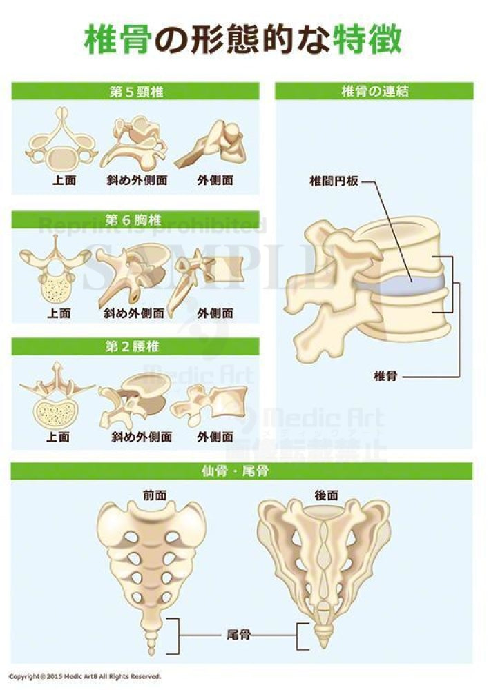 Vertebral morphological features[With Japanese characters]