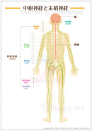 【脳・神経】中枢神経と末梢神経 ［シート］