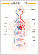 【循環器】血液循環のしくみ［シート］