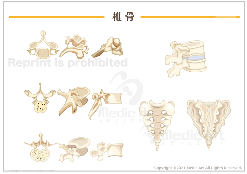 【骨格系：骨と関節】椎骨の形 ［シート］