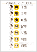 男性脱毛症「ハミルトン・ノーウッド分類」［シート］