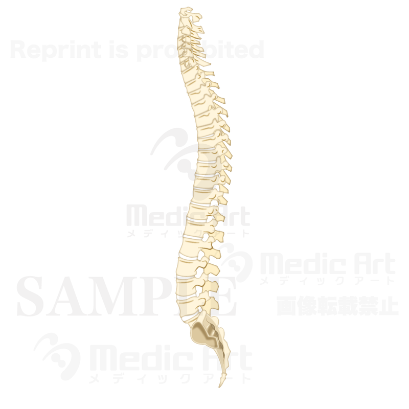 The structure of the vertebral column (left side)　it is curved in an S