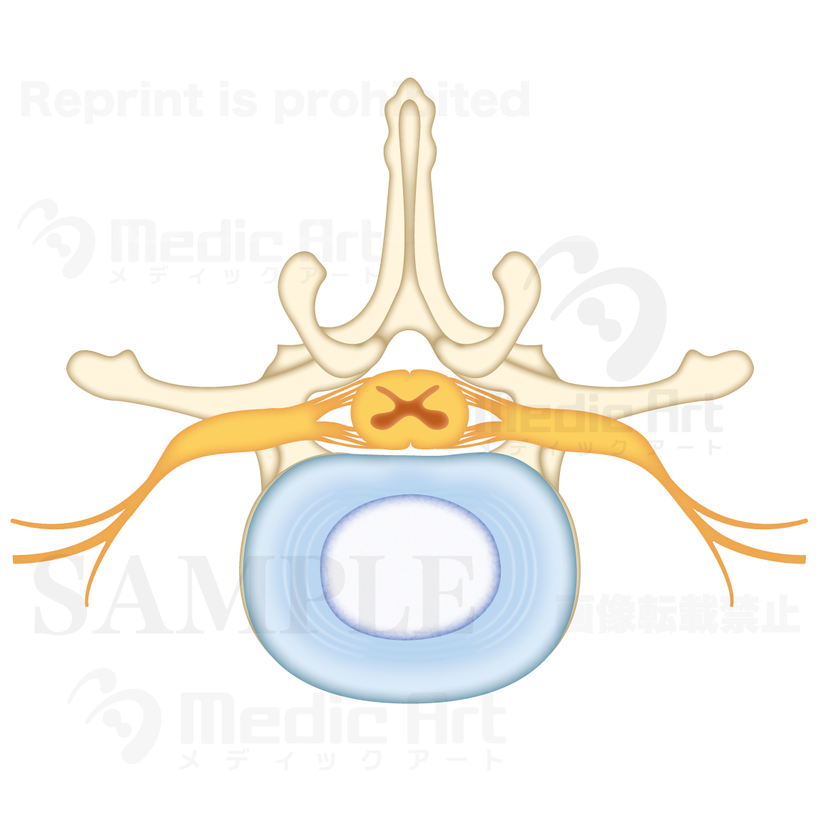Cross section of spinal cord: upper surface of lumbar spine