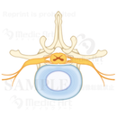 脊髄の断面図：腰椎（ようつい）の上面