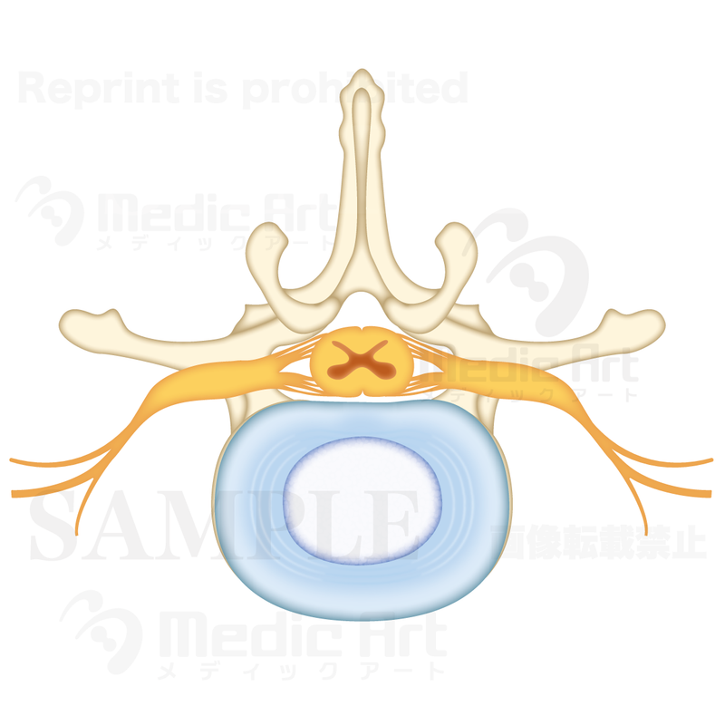 脊髄の断面図：腰椎（ようつい）の上面