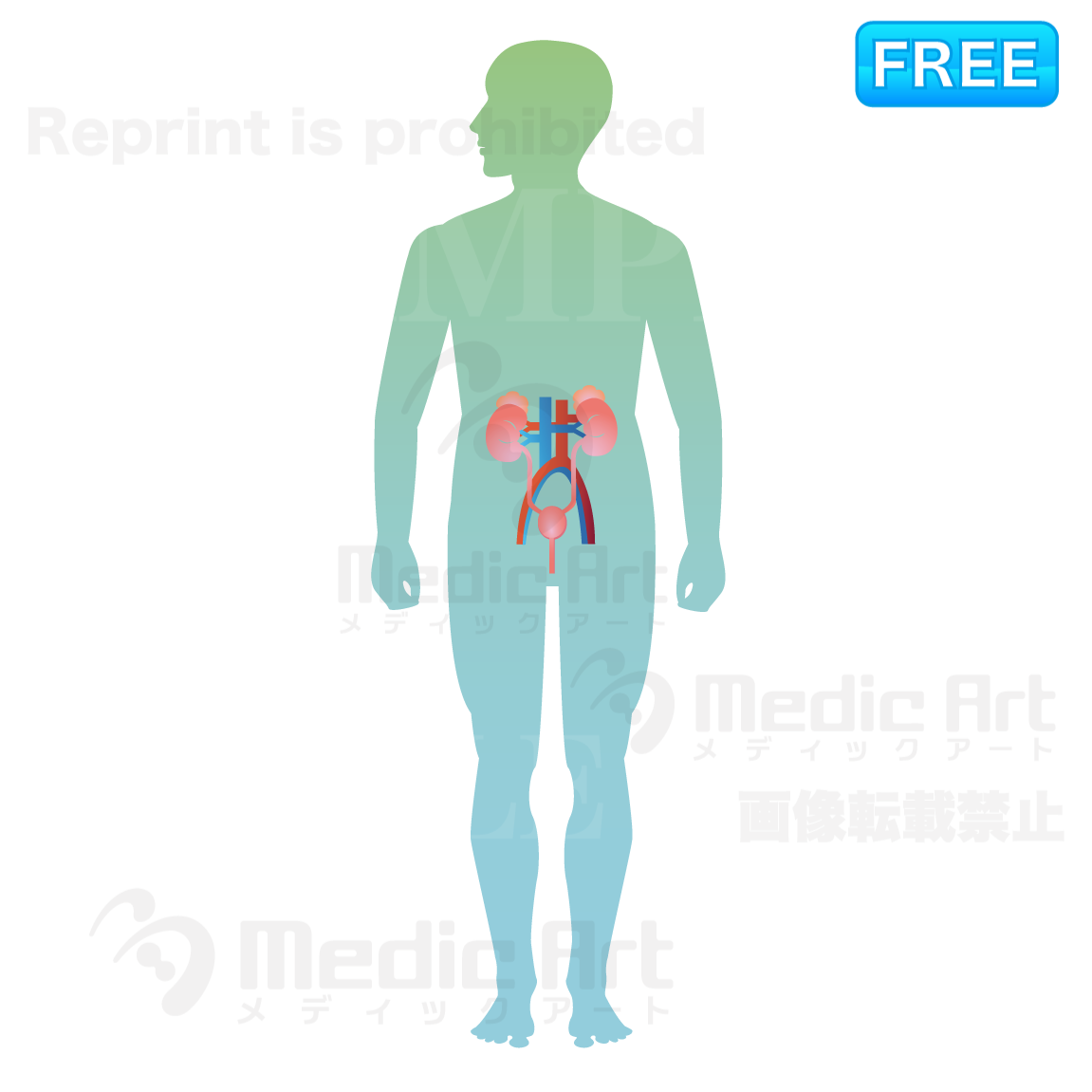 The urinary organsis located around here