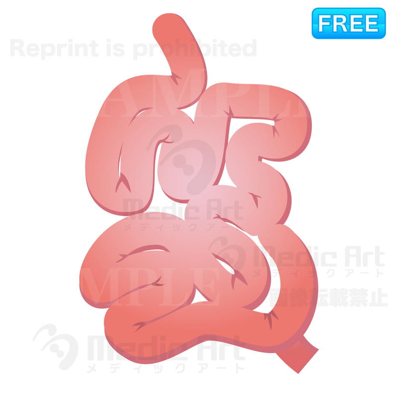Icon of small intestine /F1