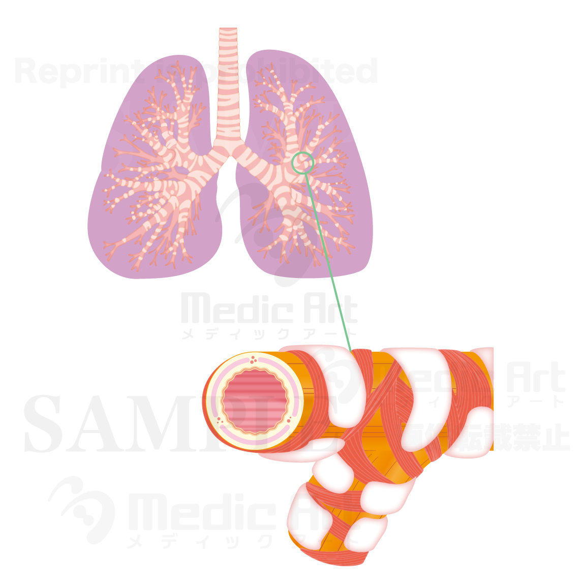 Structure of the lungs, the lungs and the bronchus